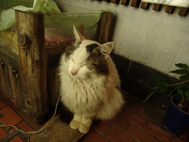 撫でられ待ちのチッチさん: ノラ猫ポチと自由猫