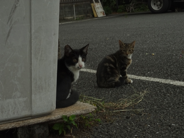 DSC01132.jpg