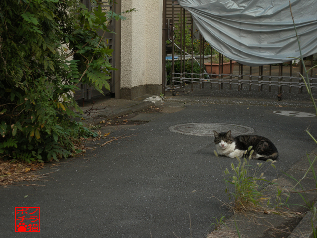 路地奥にモフッとしているナニカ居て ノラ猫ポチと自由猫