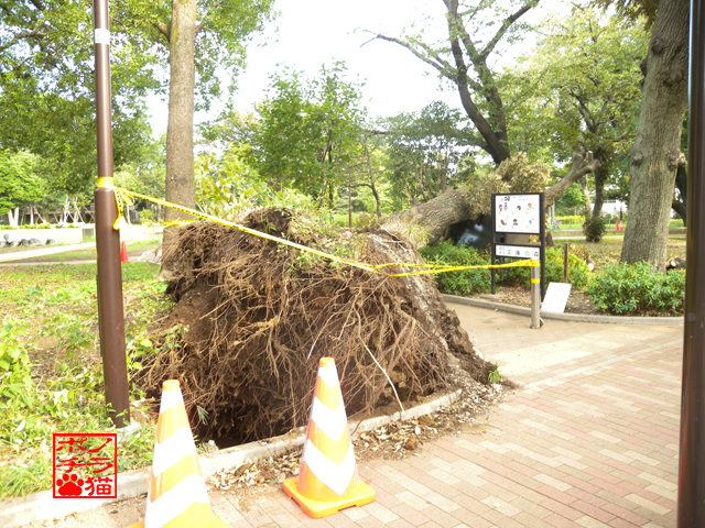 DSCN0247.jpg