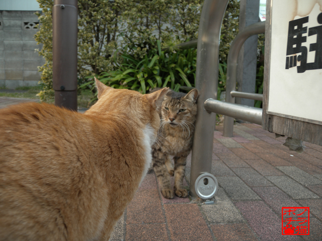 隙を突き接近したらば嫌がられ ノラ猫ポチと自由猫