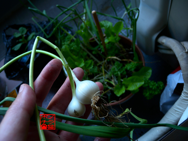 DSCN0313.jpg