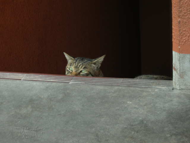 チラッと覗く ノラ猫ポチと自由猫