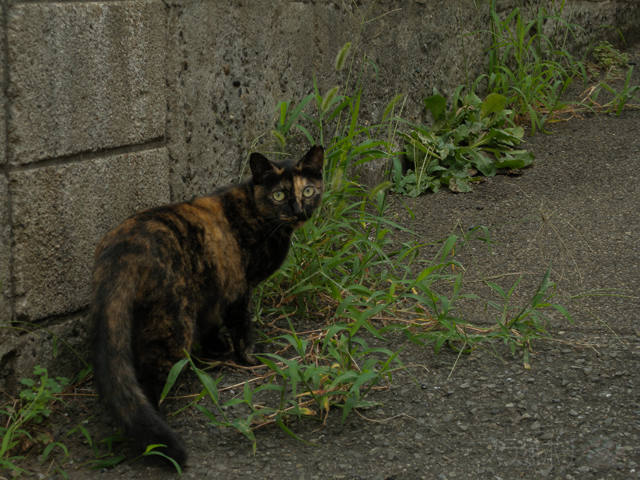 DSCN0388.jpg