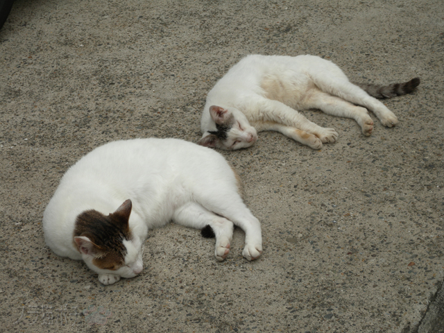DSCN0475.jpg