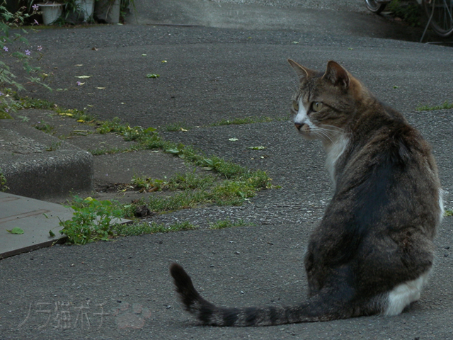 振り返る ノラ猫ポチと自由猫