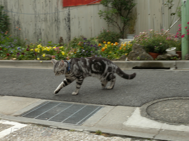 DSCN0736.jpg