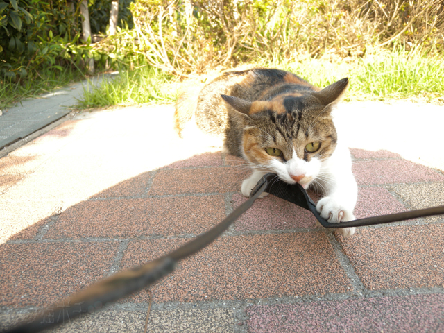 DSCN3601.jpg