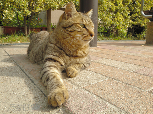 見てないフリして手を伸ばす ノラ猫ポチと自由猫