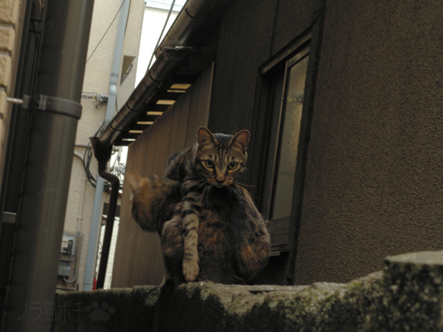 DSCN4021.jpg