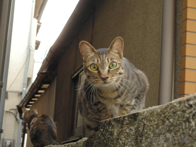 DSCN4024.jpg