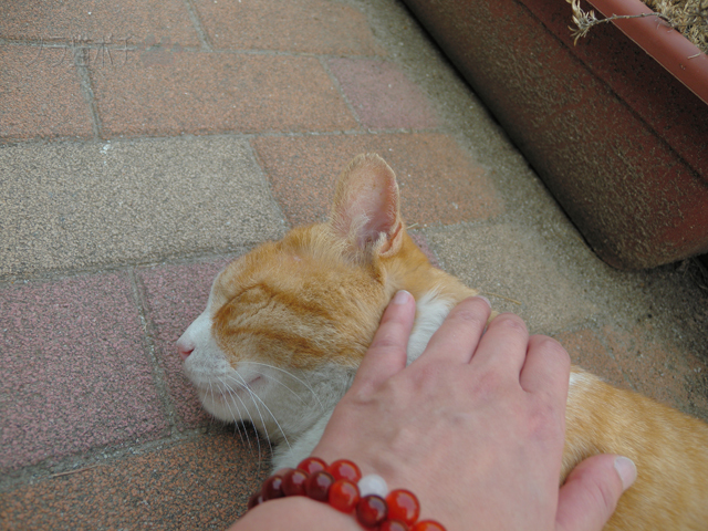 DSCN4053.jpg