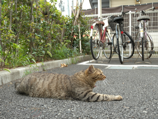 DSCN4258.jpg