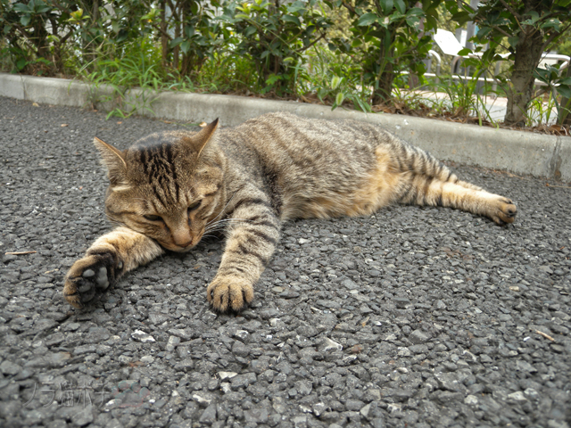 DSCN4261.jpg