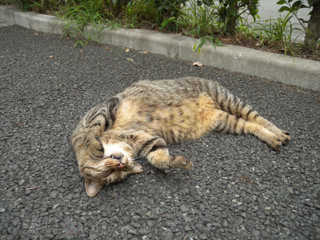 ダルそうにごろりとお腹で誘惑し ノラ猫ポチと自由猫