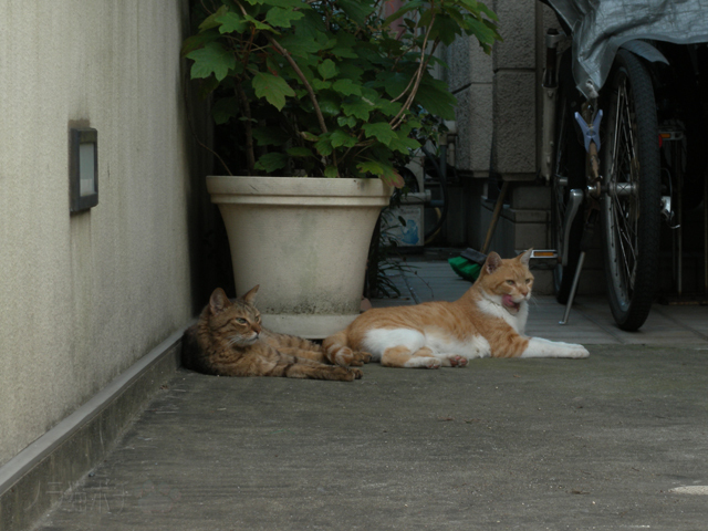 DSCN4305.jpg