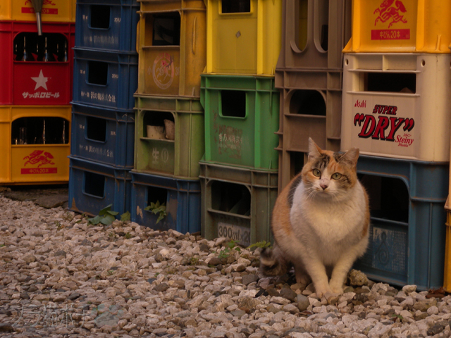 DSCN4477.jpg