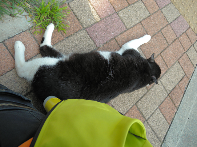 DSCN5300.jpg