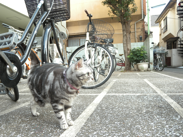 DSCN7219.jpg