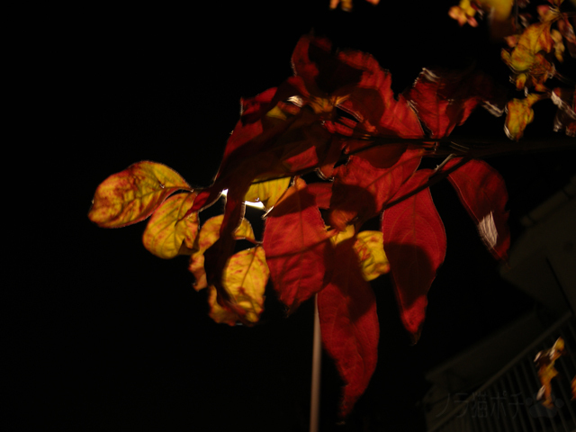 DSCN7304.jpg