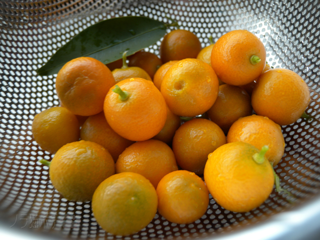 DSCN7477.jpg