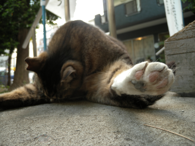 DSCN8234.jpg