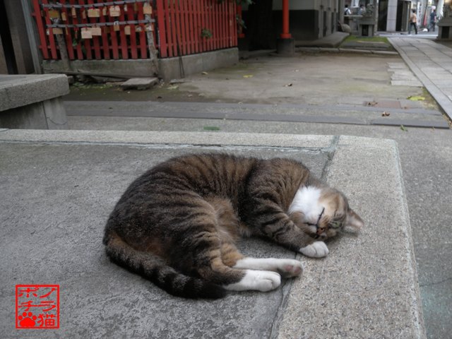 ぐにゃぐにゃゴロゴロしてるけど 眼眼だけしっかり見開いて ノラ猫ポチと自由猫