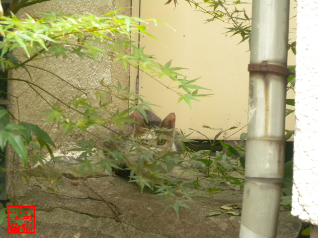 DSCN9266.jpg