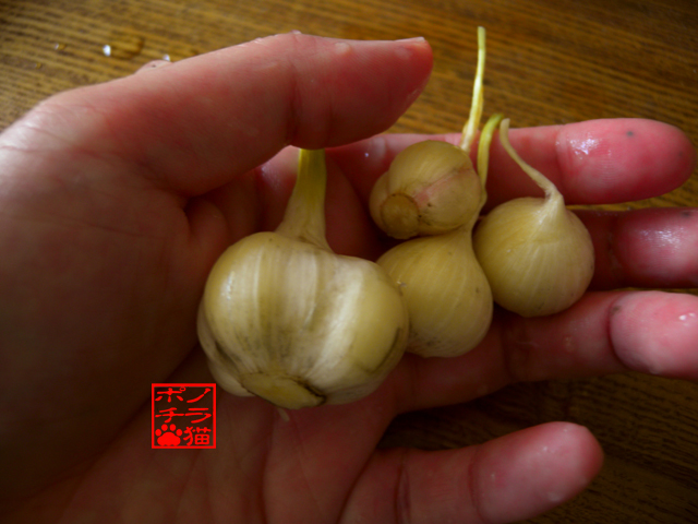 DSCN9270.jpg