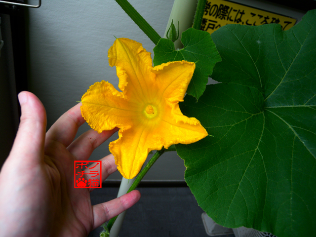 DSCN9323.jpg