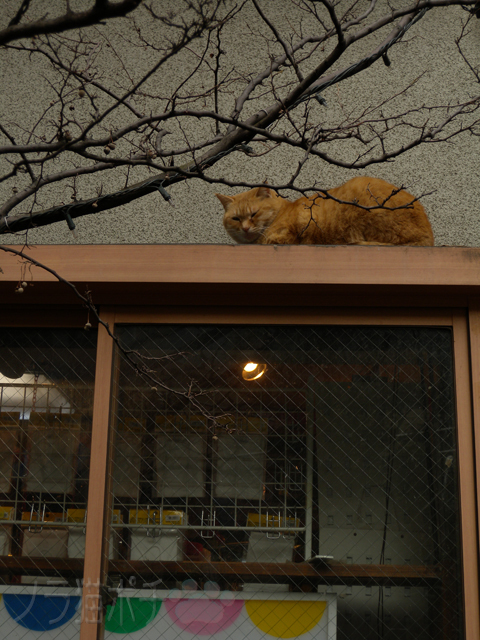 DSCN9365.jpg