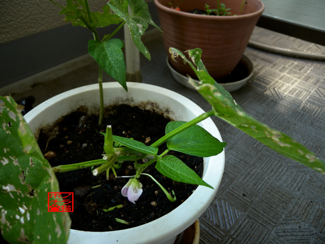DSCN9370.jpg