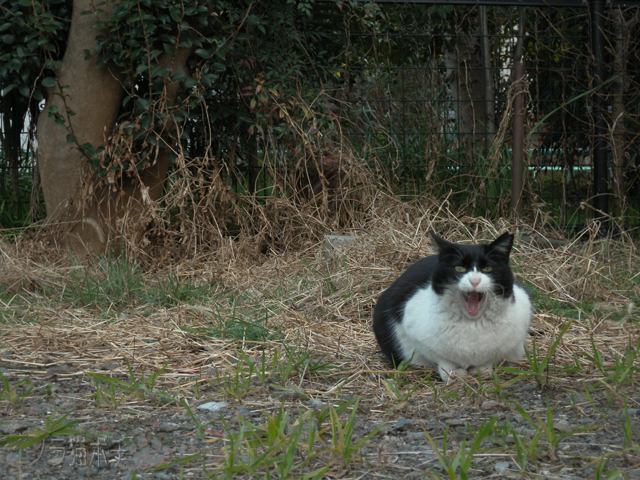 DSCN9383.jpg