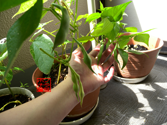 DSCN9390.jpg
