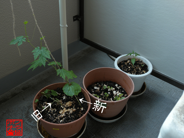 DSCN9455.jpg