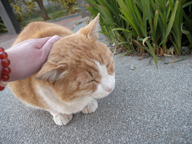 DSCN9456.jpg