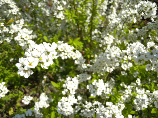 DSCN9464.jpg