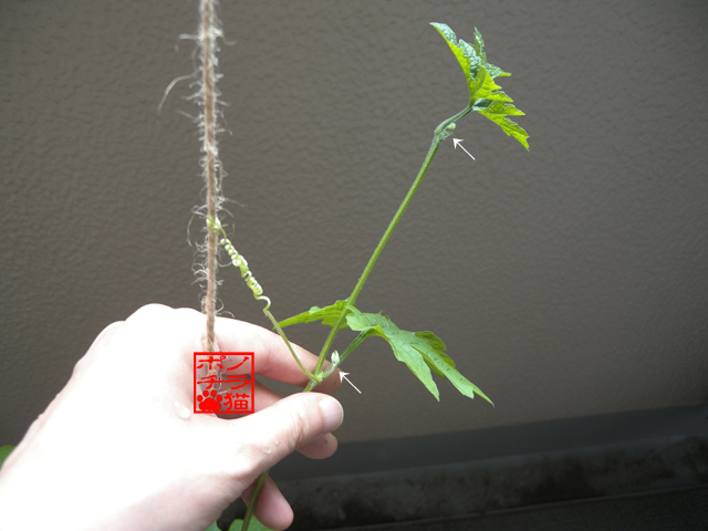 DSCN9472.jpg