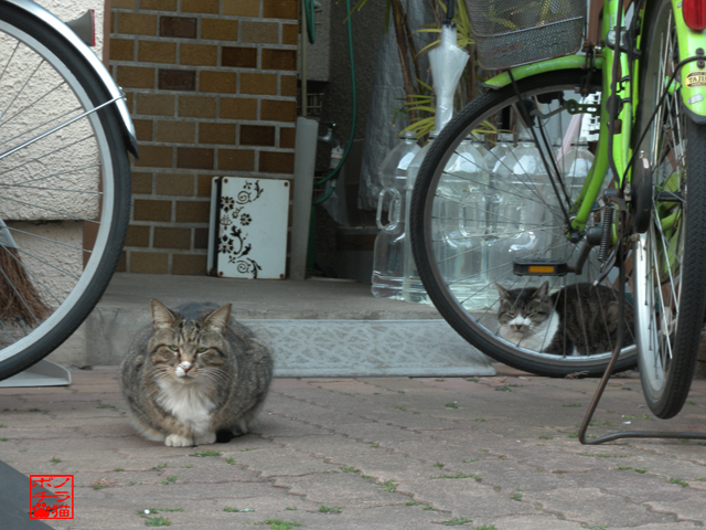 DSCN9473.jpg