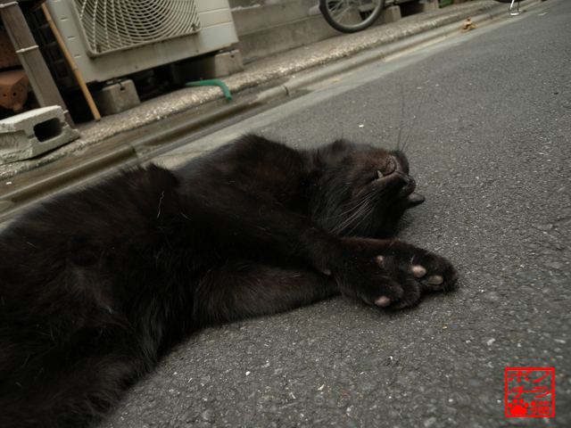 DSCN9503.jpg