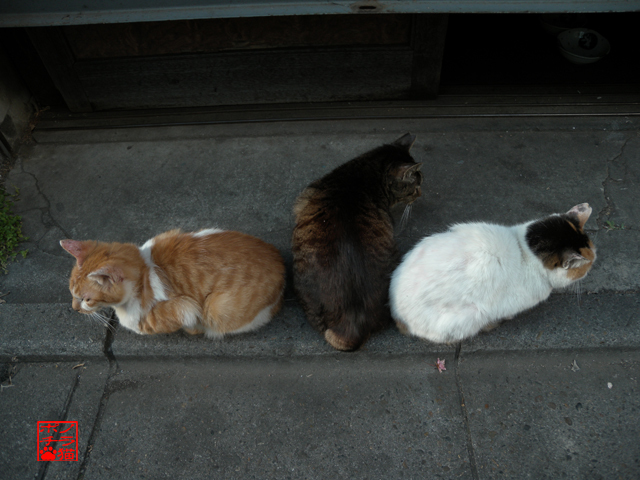 DSCN9521.jpg