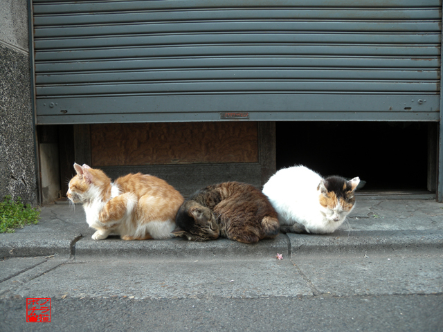 DSCN9525.jpg