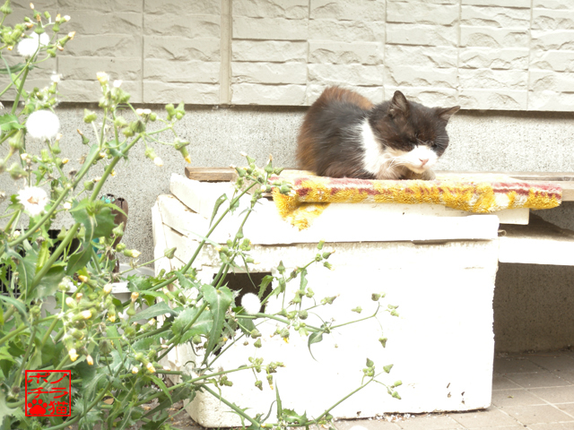 DSCN9564.jpg