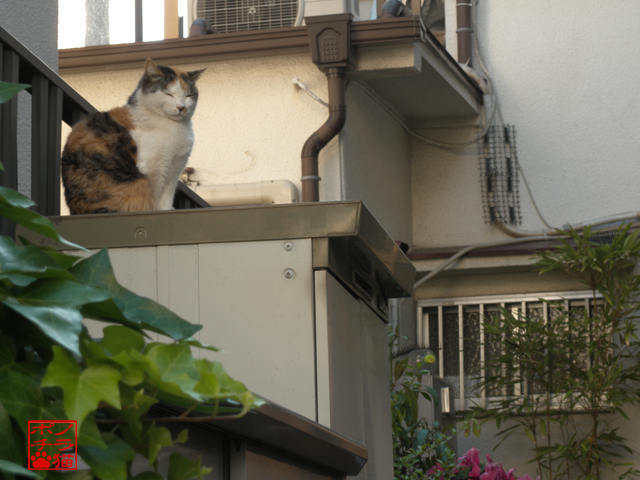 DSCN9606.jpg