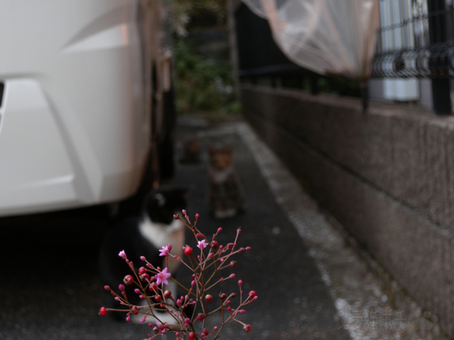 DSCN9766.jpg