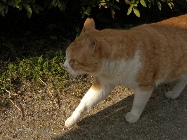 DSCN9788.jpg