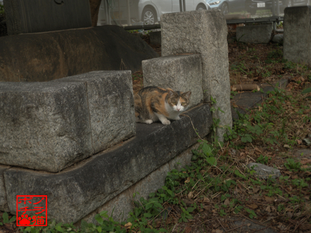 DSCN9921.jpg