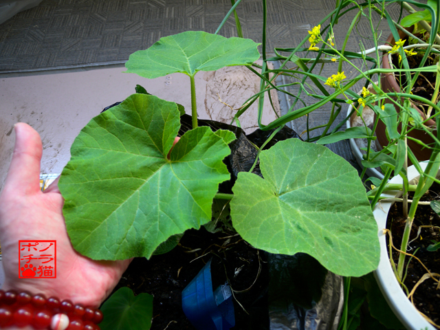 DSCN9942.jpg
