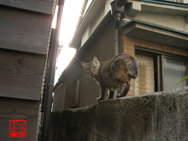 DSCN9972.jpg