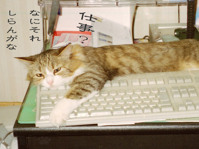 いいからアタイを撫でるのだ.jpg